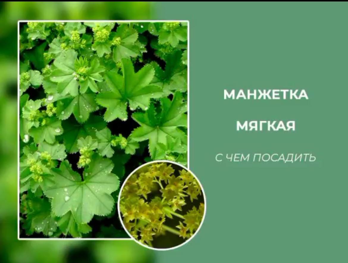 Манжетка мягкая