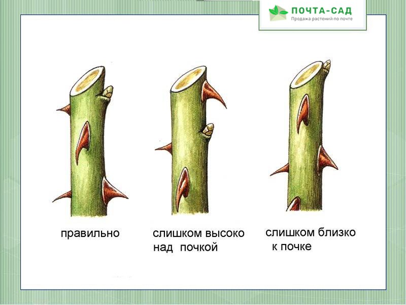 Правильный срез розы на зиму