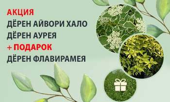 Акция июня 2024 года от питомника Почта Сад: саженцы дёрена Флавирамеа в подарок