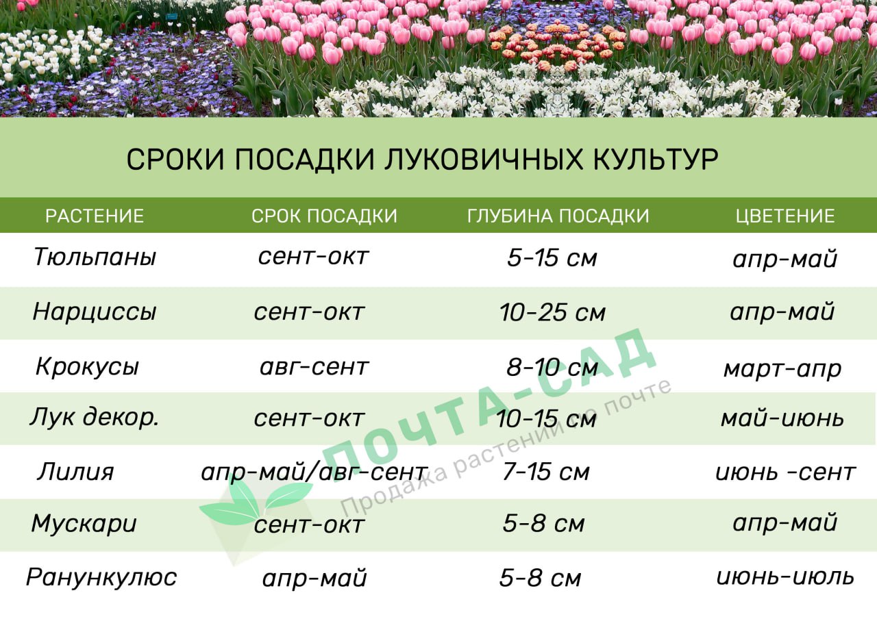 Сроки посадки луковичных цветов в 2023 году