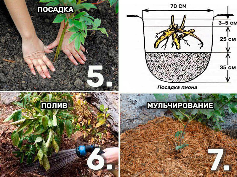 Инструкция пошагово по пересадке пионов