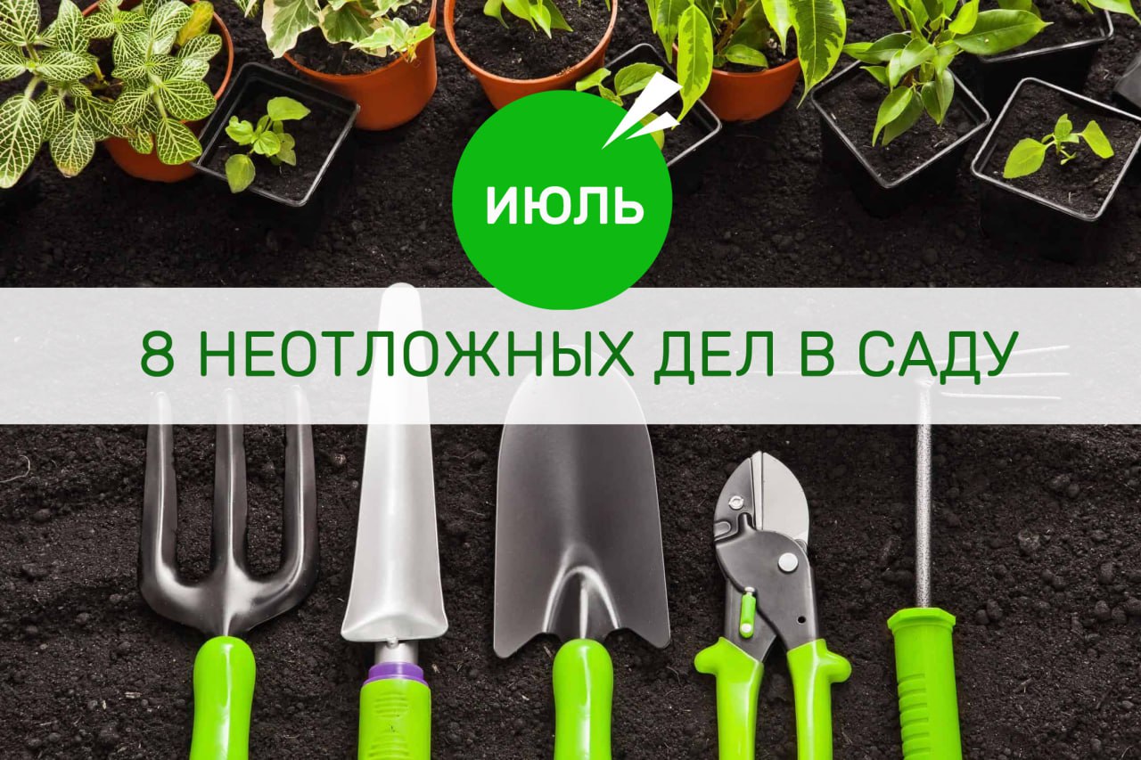 Календарь садовых работ на июль