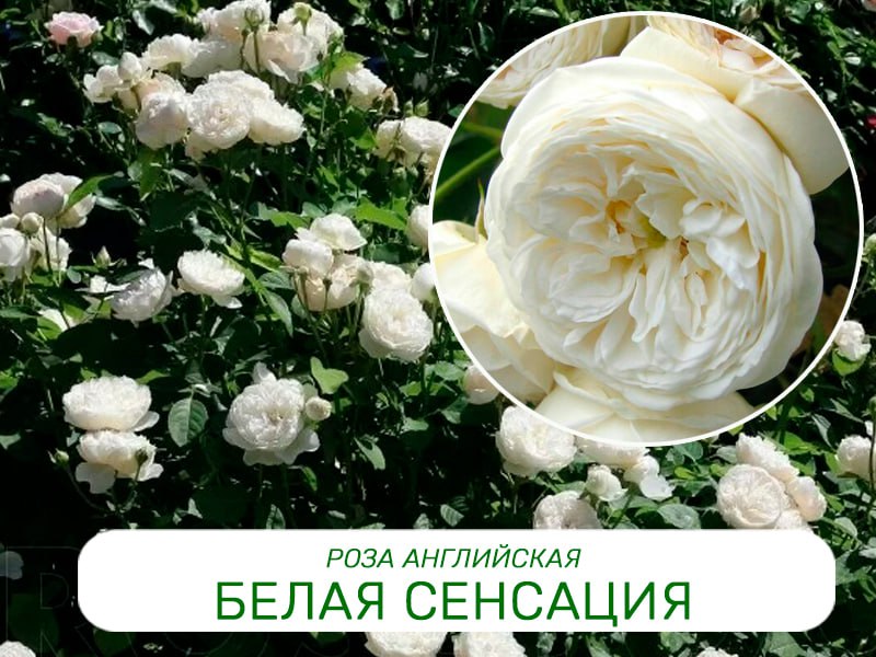 Саженцы роз Белая сенсация