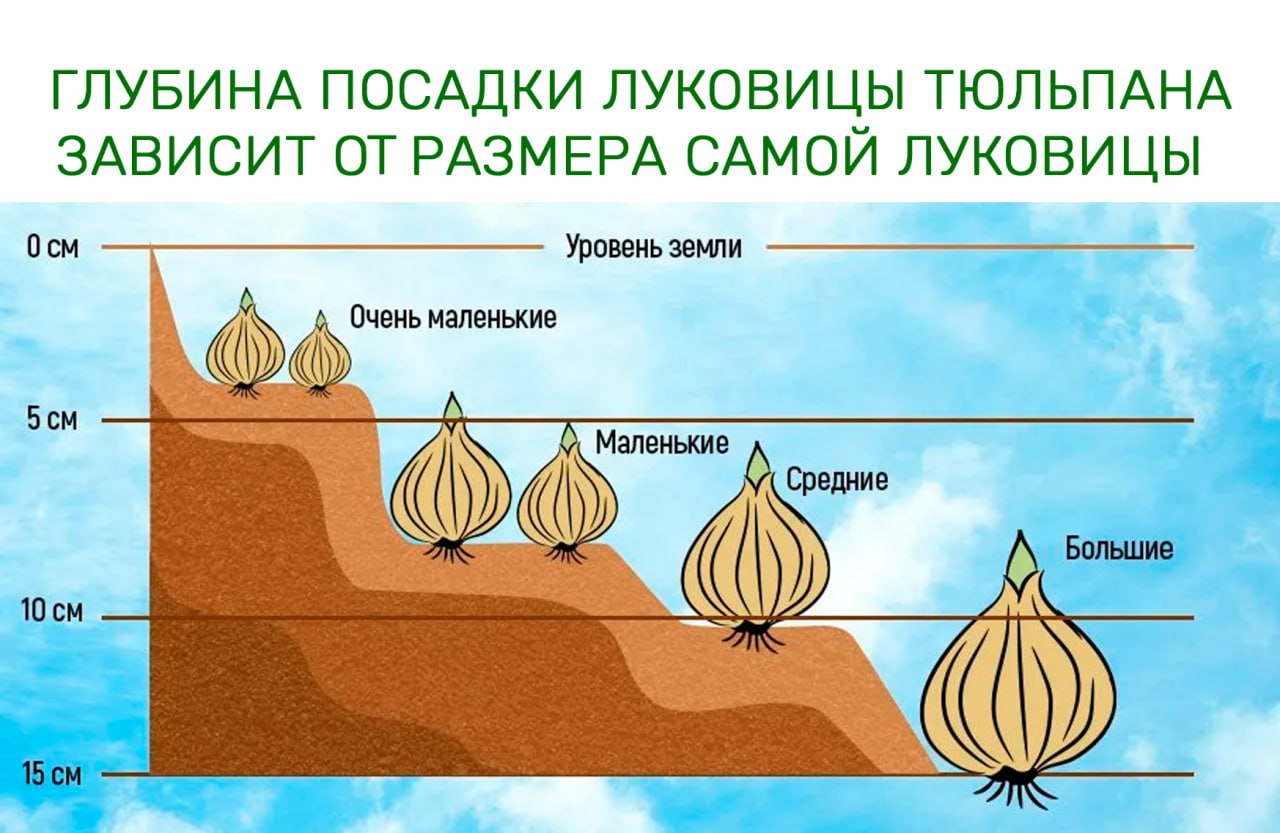 Глубина посадки луковицы тюльпана